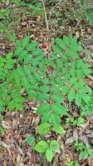 Green forest floor plants with fresh leaves growing over natural soil, showing organic textures and dense vegetation.