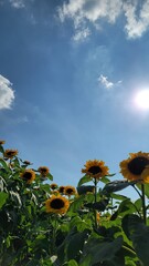 Bright sunflower field under clear summer skies, featuring tall golden blooms, vibrant petals, and wide scenic views filled with warm sunshine and lively seasonal mood.