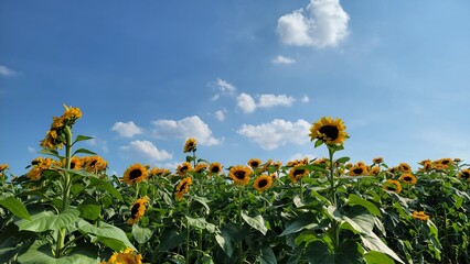 Bright sunflower field under clear summer skies, featuring tall golden blooms, vibrant petals, and wide scenic views filled with warm sunshine and lively seasonal mood.
