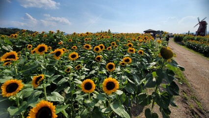 Bright sunflower field under clear summer skies, featuring tall golden blooms, vibrant petals, and wide scenic views filled with warm sunshine and lively seasonal mood.