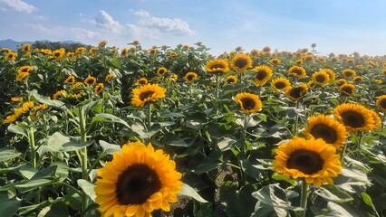 Bright sunflower field under clear summer skies, featuring tall golden blooms, vibrant petals, and wide scenic views filled with warm sunshine and lively seasonal mood.