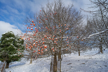 &Auml;pfel im Schnee