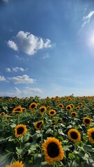 Bright sunflower field under clear summer skies, featuring tall golden blooms, vibrant petals, and wide scenic views filled with warm sunshine and lively seasonal mood.
