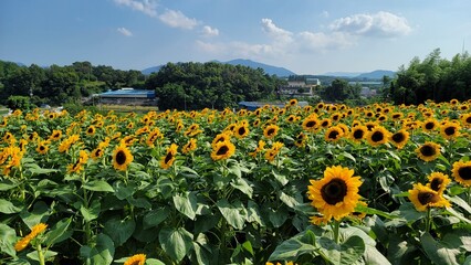 Bright sunflower field under clear summer skies, featuring tall golden blooms, vibrant petals, and wide scenic views filled with warm sunshine and lively seasonal mood.