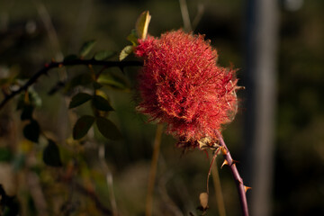 verbl&uuml;hte Sch&ouml;nheit