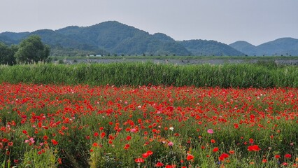 Vivid red poppy flower field in early summer, stretching across open meadows with bright sunlight and clear sky, captured with vibrant colors and strong seasonal atmosphere.