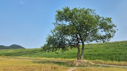 Lone tree standing in an open green field with rolling hills and a clear blue sky, creating a peaceful and spacious summer landscape.