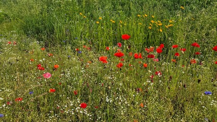 Vivid red poppy flower field in early summer, stretching across open meadows with bright sunlight and clear sky, captured with vibrant colors and strong seasonal atmosphere.