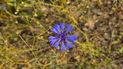 Close-up of vibrant blue and purple wildflowers in a summer meadow, detailed petals and textures captured with shallow depth of field for a soft and delicate botanical look.