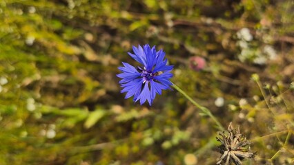 Close-up of vibrant blue and purple wildflowers in a summer meadow, detailed petals and textures captured with shallow depth of field for a soft and delicate botanical look.