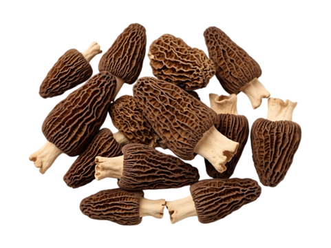 A pile of freshly harvested morel mushrooms on a black background