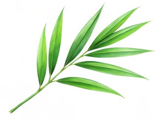 Fototapeta premium delicate green bamboo leaf isolated on a clean white background