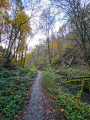 Forest Road Beneath the Autumn Sky