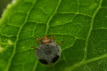 Macro view of gray coccinellid beetle