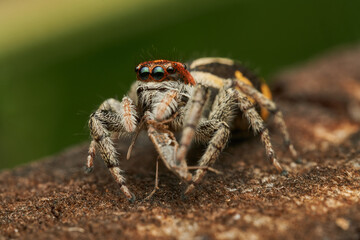 Eye level macro view of feeding spider