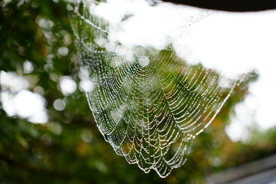 spider web with dew drops