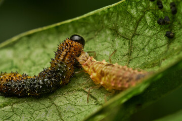 Predatory insect feeding on green leaf