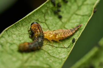 Predatory insect feeding on green leaf