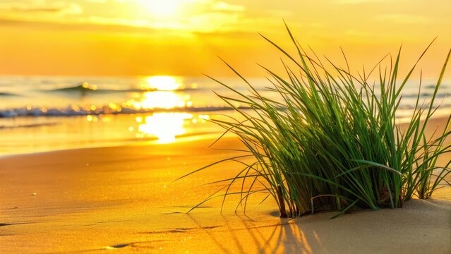 Golden light casts a serene glow on the sandy shore as morning dew glistens on beach grasses