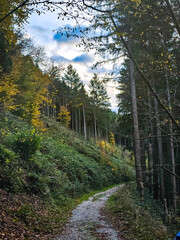 Forest Road Beneath the Autumn Sky