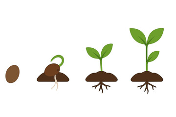 Sequential stages of plant growth from seed to seedling showing germination and development