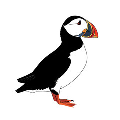Stylized puffin illustration on black background for graphic design use
