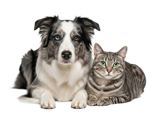Fototapeta premium Beautiful merle Border Collie (heterochromia) and striped grey tabby cat with vivid green eyes, resting on reflective white studio surface with soft 85mm light, peaceful companionship concept