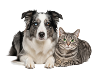 Beautiful merle Border Collie (heterochromia) and striped grey tabby cat with vivid green eyes, resting on reflective white studio surface with soft 85mm light, peaceful companionship concept
