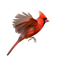 Male northern cardinal in flight against a black background showing wing detail
