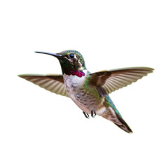 Hummingbird in flight with wings spread against a black background