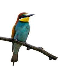 European bee eater perched on branch against dark background in natural habitat