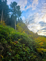 Autumn Gaze Into the Sky