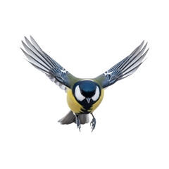 Great tit bird in flight against a black background
