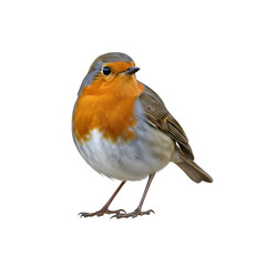 European robin portrait on black background a colorful bird with orange breast