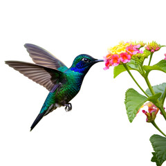 Vibrant hummingbird feeding on colorful lantana flowers against a dark background