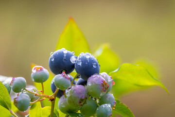 A beautiful sunny close-up of ripe blueberries growing in a biological farm. A seasonal scenery of rural Latvia, Europe. © dachux21