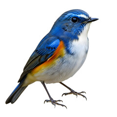 Vibrant himalayan bluetail bird perched against a dark background