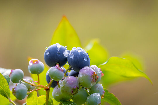 A beautiful sunny close-up of ripe blueberries growing in a biological farm. A seasonal scenery of rural Latvia, Europe.