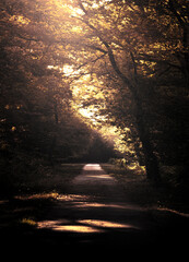 sunset in the forest