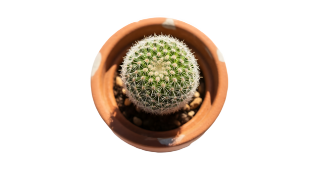 Small round cactus in a terracotta pot against a black background
