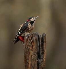 Great spotted woodpecker