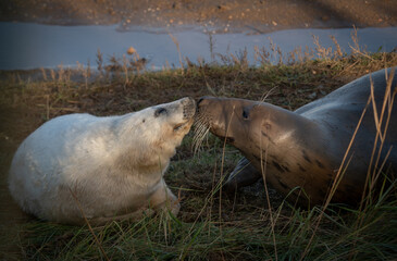 Grey Seal Pup with mother