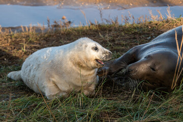 Grey seal pup with mother