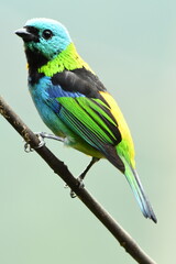Green-headed Tanager on branch