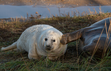 Grey Seal Pup with mother