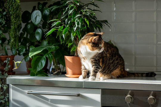 Curious calico cat resting in sunny kitchen sits on tabletop with green houseplants. Interested tabby cat sitting on kitchen counter surrounded by lush potted plants. Cozy home with pet and plants.