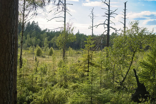 Moorland landscape with young plants and dead trees in Sweden.