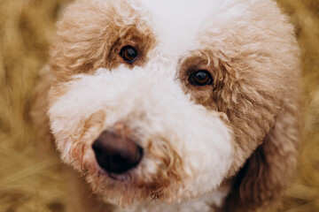Adorable close-up portrait of a fluffy curly dog with expressive eyes.