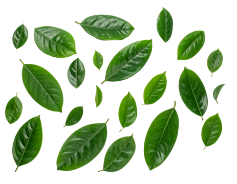 Green leaves isolated on a transparent background.
