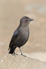 Brewers Blackbird - female